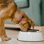 pure pet food review