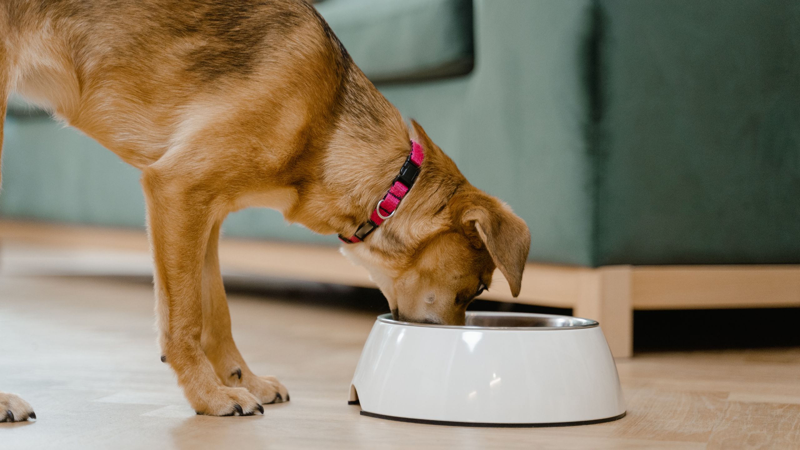 pure pet food review